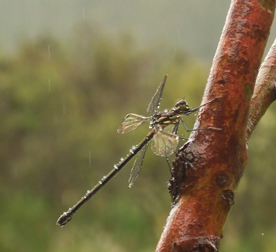 Austroargiolestes alpinus